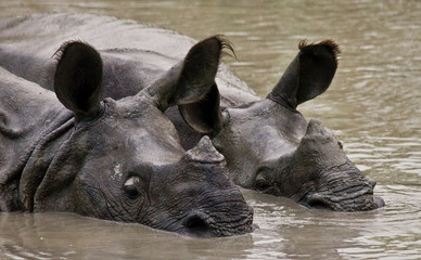 Fototapeta premium Two Wild Great one-horned rhinoceroses lying in a puddle. India. 