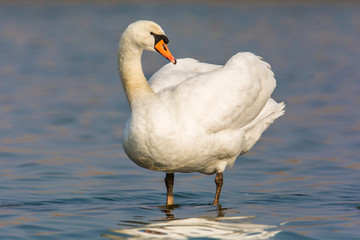Ein Höckerschwan im flachen Wasser eines Sees