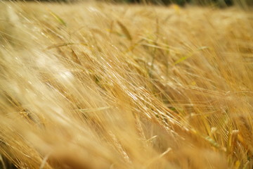 wheat field