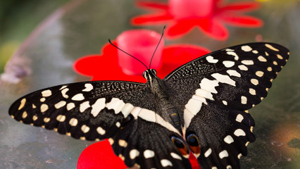 Garten voller Schmetterlinge © UrbanExplorer