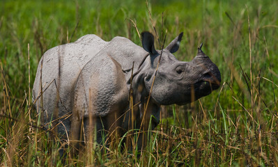 Wild Great one-horned rhinoceroses in the grass. India.  