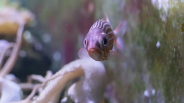 Crowned squirrelfish 