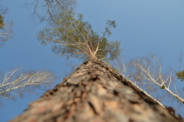 сосна © foto370e