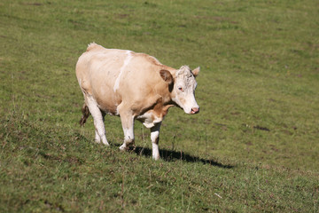 Simmental cow in Switzerland