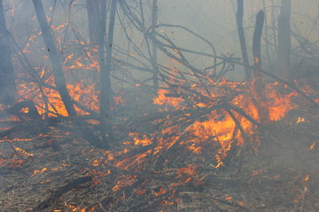 Burning forest - the natural disaster caused by an anthropogenous factor