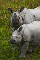 Fototapeta premium The female Great one-horned rhinoceroses and her calf. India. 