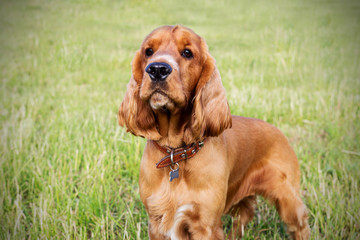 Beautiful red spaniel on the green grass in summer