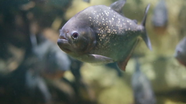 Aquarium fish Tropheus