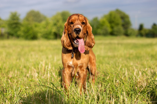 Beautiful red spaniel on the green grass in summer