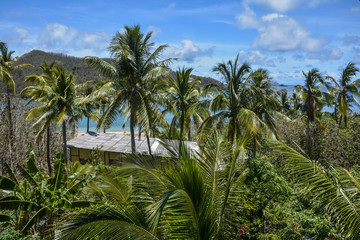 Beautiful palm tree view over Mantaray Island, Fiji