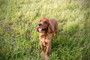 Beautiful red spaniel on the green grass in summer