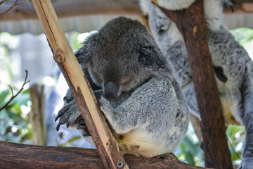 Koala in Brisbane, Australia