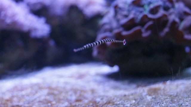 Ringed pipefish
