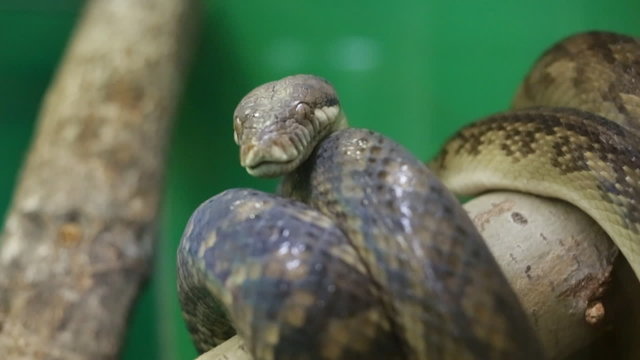 Python snake moves tongue