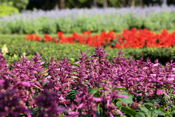 Obraz premium mix and match of flower