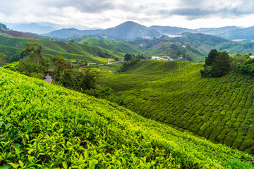 Fototapeta na wymiar Teeplantage in Malaysia