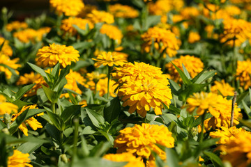yellow color flower