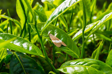 Teeplantage in Malaysia
