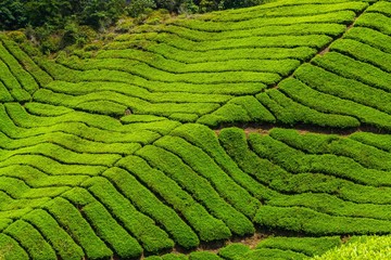 Teeplantage in Malaysia