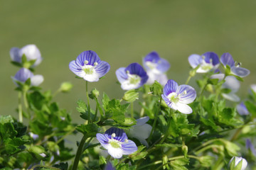 Close up of wild blue spring flowers