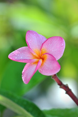 Fototapeta premium Close up shot of a beautiful pink frangipani flower
