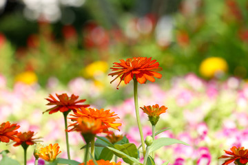 background of flower