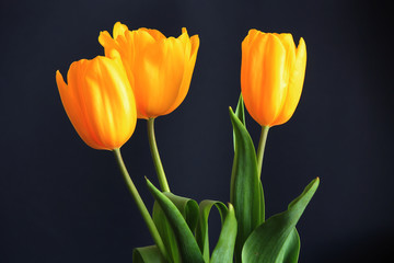 Obraz premium tulips
