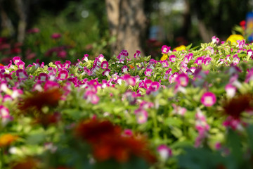 Obraz premium land of flower