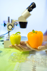 Food testing in the laboratory. GMO food