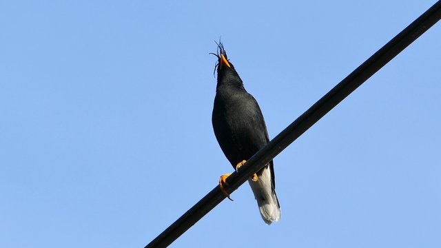 Javan Myna, White-vented Myna (Acridotheres javanicus) on a power cable.