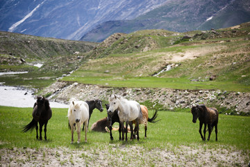 Horses in the field of glass and rock, Northern India