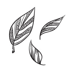 Tea leaves vector hand drawn illustration. Tea leaves icon.