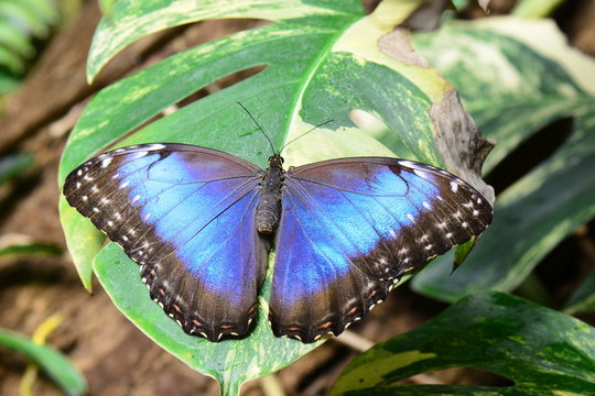 Pretty Blue Morpho butterfly lands in the gardens showing off its beauty.