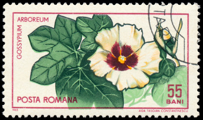 Stamp printed  in Romania shows Tree Cotton, Gossypium Arboreum