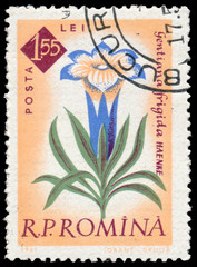 Stamp printed  in Romania shows flower Gentian