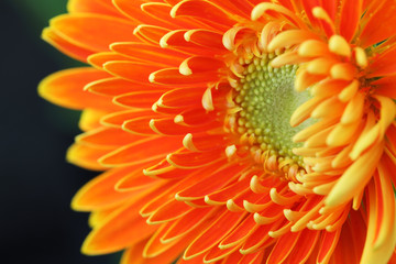 close up of gerbera flower