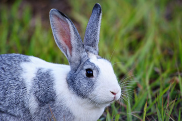 portrait of gray bunny