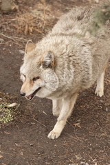 Fototapeta premium coyote in the wild