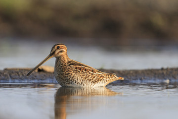 Snipe standing in water/Snipe is in the water, reflection, trophy hunting