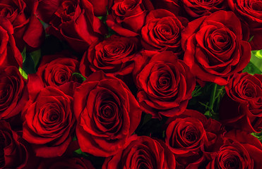 Natural scarlet  roses background. greeting card with  roses