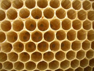 Panal de abejas