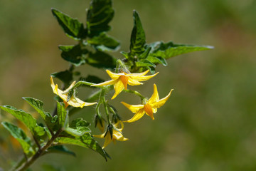 Cherry tomato flowers