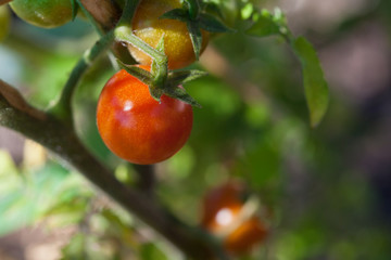 Cherry tomatoes