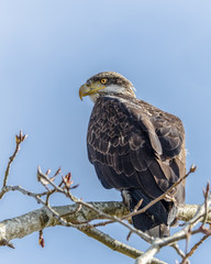 Junenile Bald Eagle perched on a branch
