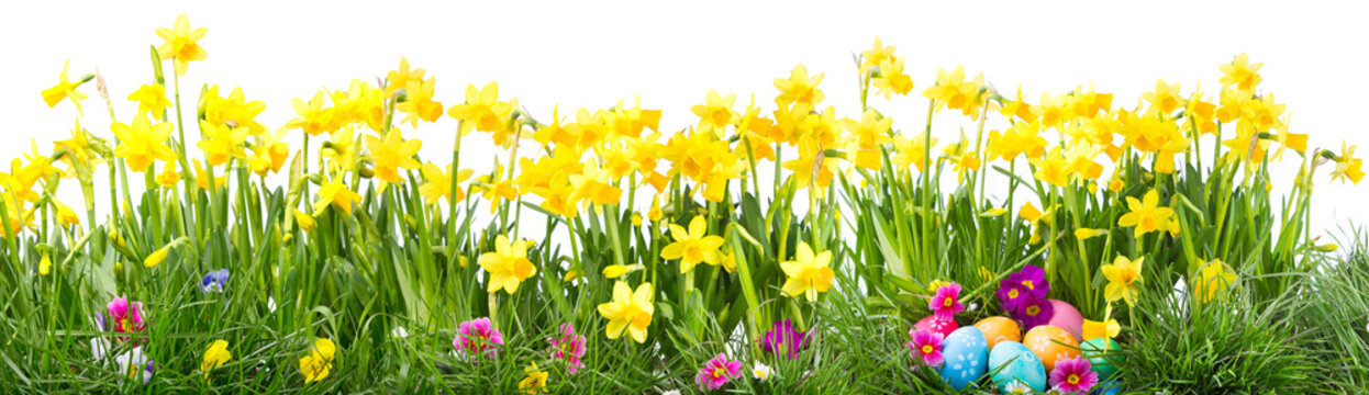 Beautiful Easter background with daffodils, green grass, colorful spring flowers and eggs isolated on white background  -  Panorama, banner