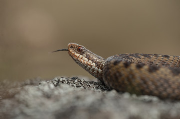 Common Adder