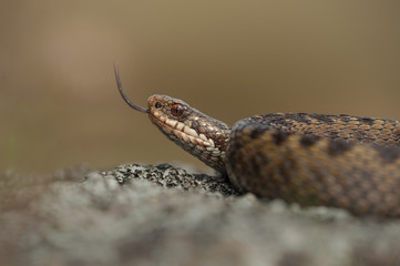 Common Adder