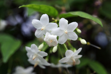 Wrightia religiosa Benth flower.