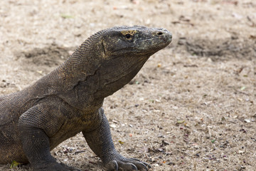 Obraz premium Komodo Dragon, the largest lizard in the world