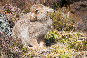 Photograph of a Mountain Hare, Lepus timidus, in summer colouring, sat amongst the heather, Calluna vulgaris, cleaning itself.